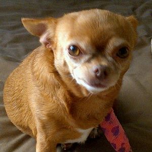 Meet your Posher, Sue